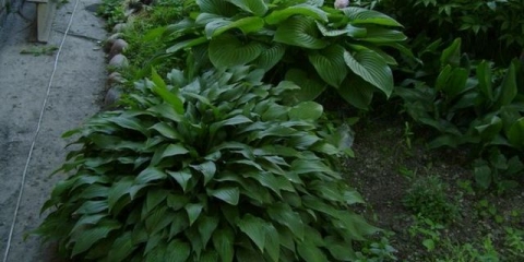 Hostas: njega i uzgoj