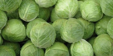 Čuvanje kupusa u podrumu za zimu