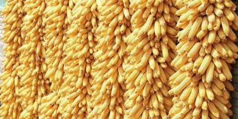 Čuvanje kukuruza u klipu i zrnu