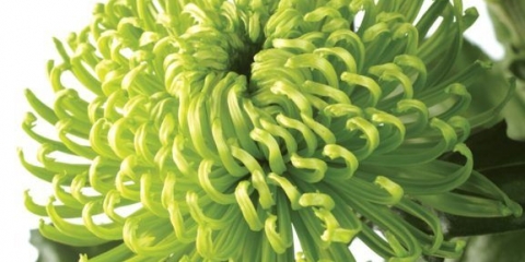 Krizantema anastazija: zelena, sunčana, lipa, sadnja i njega, fotografija