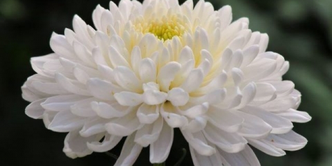 Krizantema antonov: fotografija, pravila uzgoja, sadnja i njega