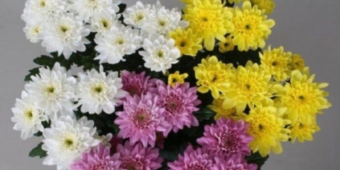 Krizantema baltik: fotografija, sadnja i njega, reprodukcija