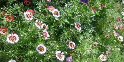 Krizantema kobilica: fotografija, sadnja i njega, reprodukcija