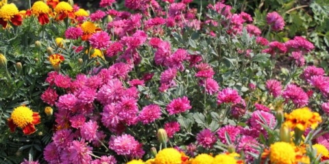 Korejska krizantema: uzgoj i njega