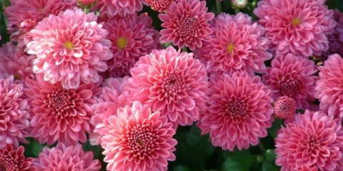 Krizantema s velikim cvjetovima: sadnja i njega, uzgoj, fotografija