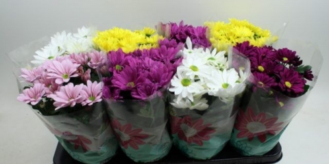 Bacardi grm krizanteme: bijele, žute, ružičaste i druge sorte