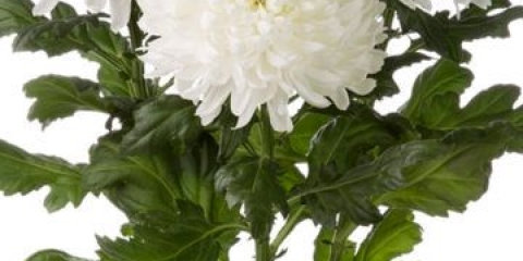 Chrysanthemum magnum: fotografija, opis, sadnja i njega