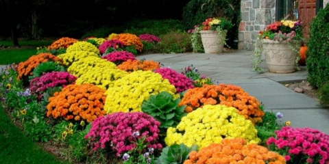 Chrysanthemum santini: fotografija, sorte, sadnja i njega