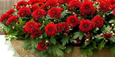 Krizantema u saksiji (kućna njega)