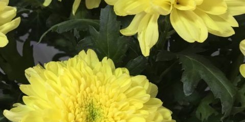 Krizantema zembla: fotografija, sadnja i njega kod kuće