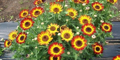 Godišnje krizanteme: opis, sadnja i njega, fotografija