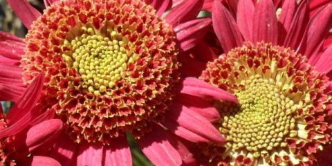 Višegodišnje vrtne krizanteme: sorte + fotografija