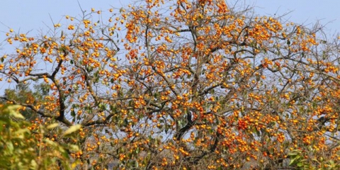 Dragulj: gdje se uzgaja, kako izgleda, cvjeta, da li je voće ili povrće, grm ili drvo