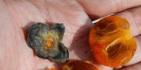 Draču iz kosti kod kuće: uzgoj u saksiji, fotografija kako raste