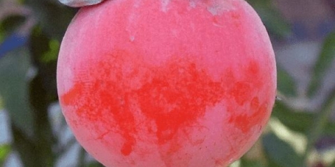 Persimmon nikitskaya bordo: opis sorte sa fotografijom