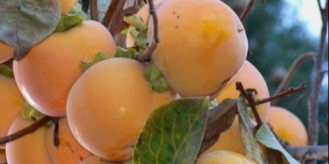 Dragulj: korisna svojstva i kontraindikacije za upotrebu za žene i muškarce