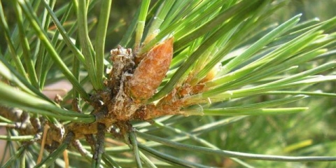 Borove iglice u narodnoj medicini