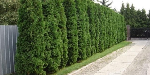 Četinarske kompozicije u pejzažnom dizajnu