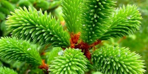 Četinarski kvas na bazi bakra: recenzije, recept