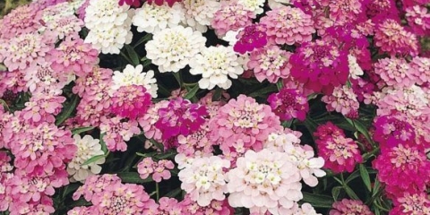 Iberis canditaft, aleksandrit, kameleon i druge vrste i sorte sa fotografijama i opisima