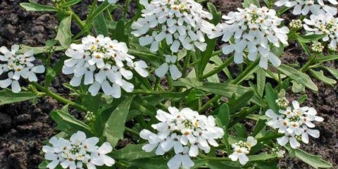 Iberis jednogodišnji: fotografija i opis, vrste i sorte