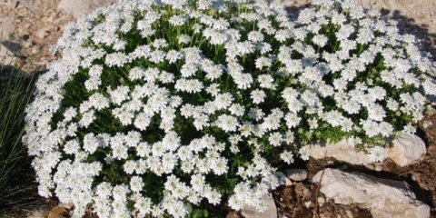 Iberis evergreen: fotografija i opis, snježne padavine, vatreni led, tahoe i druge sorte