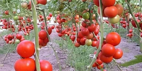 Neodređeni paradajz - najbolje sorte