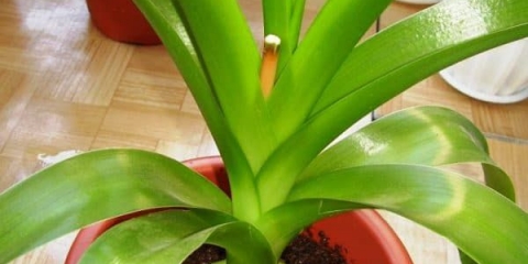 Indijski luk - ljekovita svojstva i upotreba u tradicionalnoj medicini, recenzije