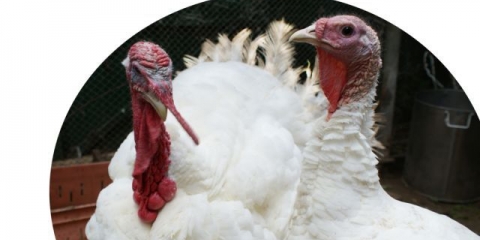 Turski proizvođač: održavanje i njega