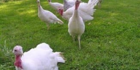 Purani brojleri - nedeljna tabela rasta i težine, uzgoj i ishrana kod kuće