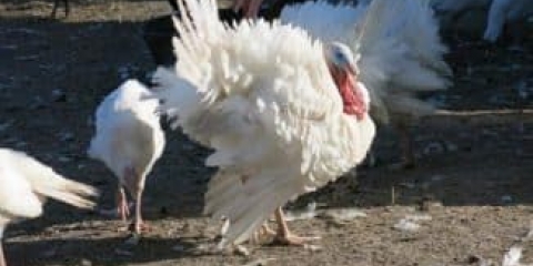 Turski hibridni pretvarač - opis pasmine, karakteristike i recenzije