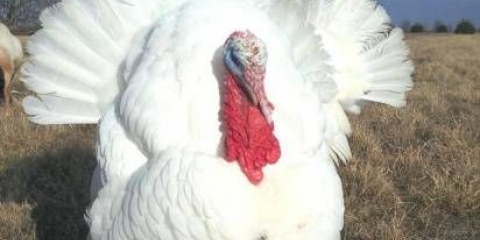 Big 6 purana: karakteristike, uzgoj