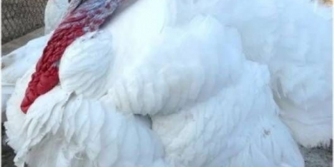 Hibridni pretvarač purana: opis i karakteristike