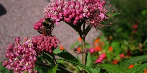 Utjelovljena mlječika (crveno meso): fotografija, opis, sorte i uzgoj