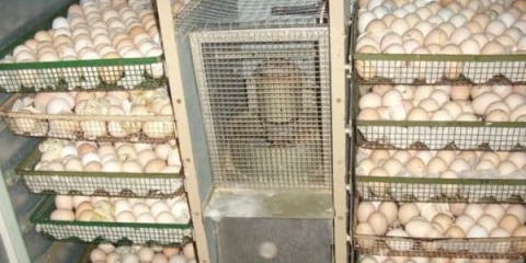 Inkubacija ćurećih jaja u inkubatoru - način rada i stol