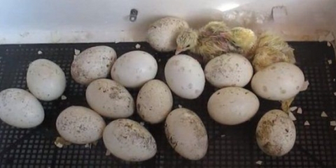 Inkubacija ćurećih jaja