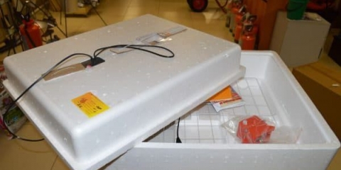 Inkubacija kokošjih jaja u inkubatoru za kokoši nesilice - kako nositi jaja