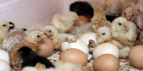 Inkubacija pilećih jaja