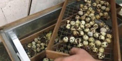 Inkubacija prepelica kod kuće, detalji o polaganju jaja za početnike