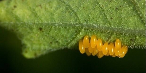 Upute za korištenje apachea iz koloradske zlatice