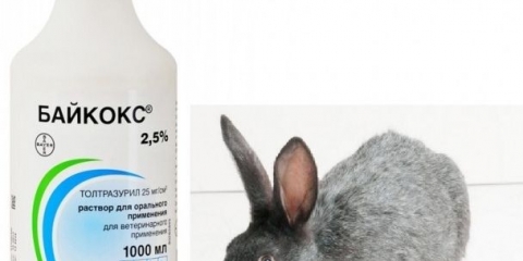 Upute za upotrebu baycoxa za zečeve