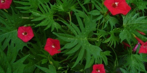 Ipomoea quamoclit (ipomoea quamoclit): sadnja i njega, fotografija