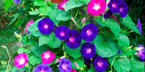 Ipomoea perennial