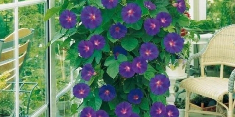 Ipomoea na balkonu: sadnja i njega