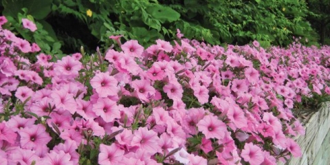 Ipomoea: sadnja i njega na otvorenom polju