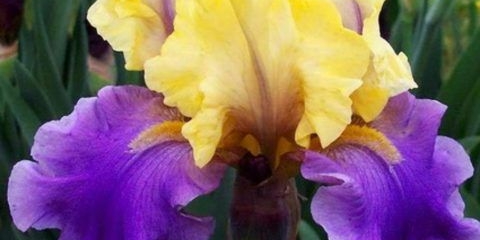 Njemačke perunike: sorte sa fotografijama i imenima