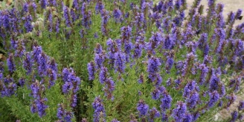 Biljka izopa: opis, svojstva i upotreba