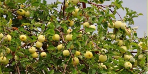 Jabuke bijele lije - opis sorte stabla jabuke kada sazrije