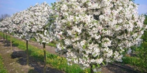 Stabla jabuke na patuljastoj podlozi: sorte + fotografija