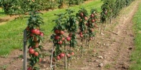 Stabla jabuke su niska, na patuljastoj podlozi - visina i plodnost, 11 najboljih sorti